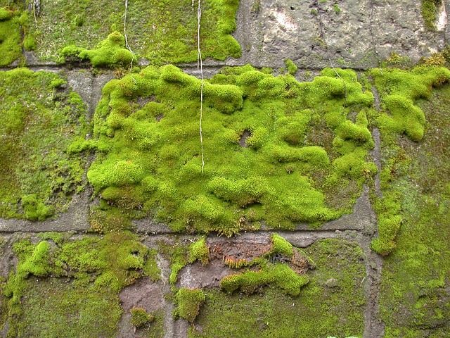 Moss Removal
